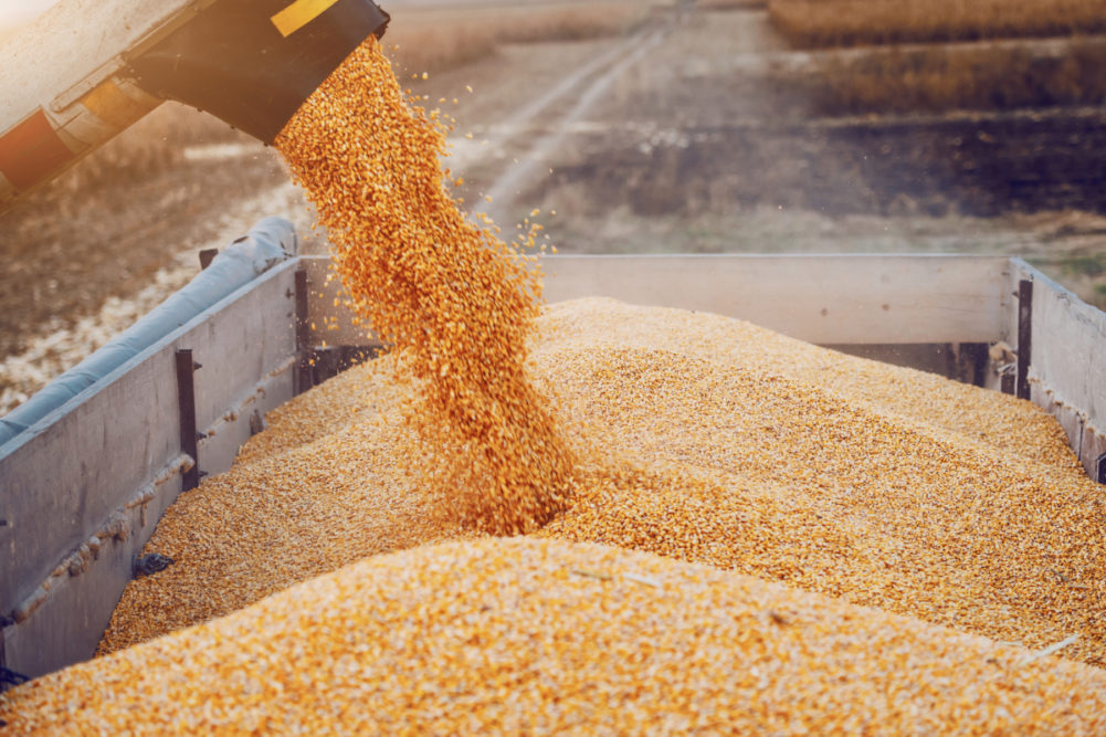 Global grain supplies remain solid