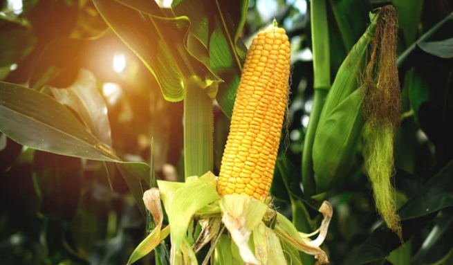 Southern Africa's maize supplies will likely be tight in the 2023/24 season