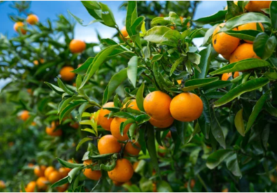 South Africa will likely have an excellent citrus harvest in 2024