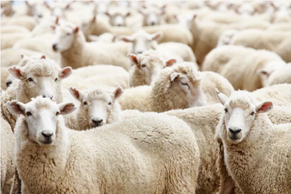 South Africa's wool exports  increased by 11% in 2023