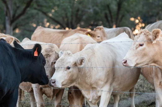 Global Livestock Forum: Key Insights for South African Agribusiness