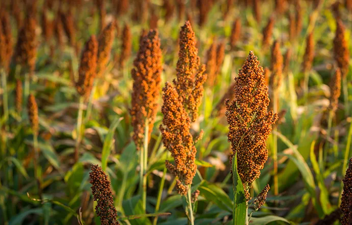 The troubling decline of the South African sorghum industry