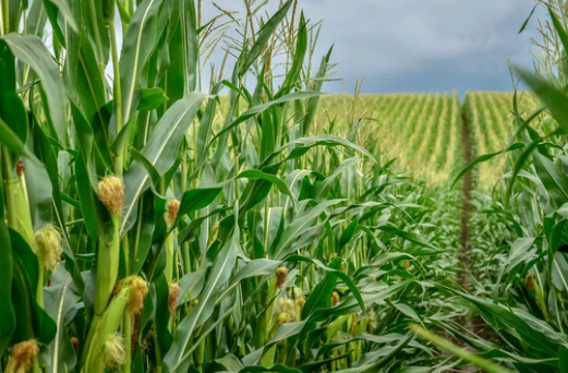 This year, the maize harvest process will be slower than usual in South Africa