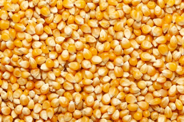 These are early days, but the season ahead for South Africa’s maize production looks promising
