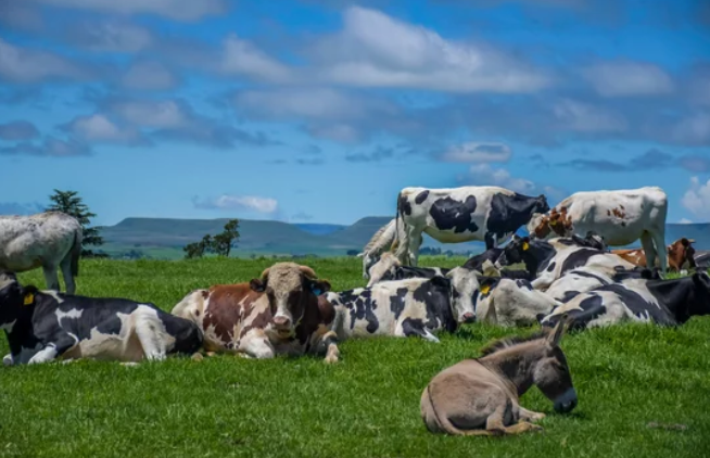 South Africa will now vaccinate its whole cattle herd for foot and mouth disease