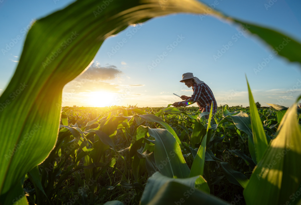 South Africa Has Its Second-Largest Maize Harvest On Record