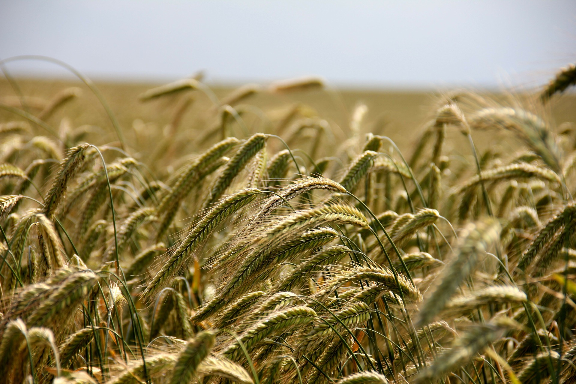 SA could have the largest wheat harvest since 2002