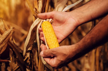 A possible significant recovery in South Africa's maize harvest in the 2024/25 season