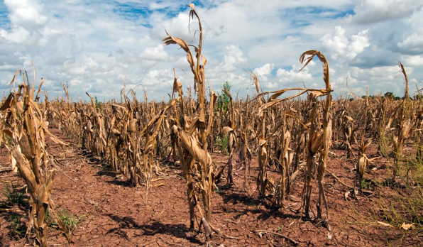 The effects of the recent drought are starting to bite consumers in Southern Africa.