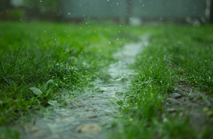 Rain Brings Grain