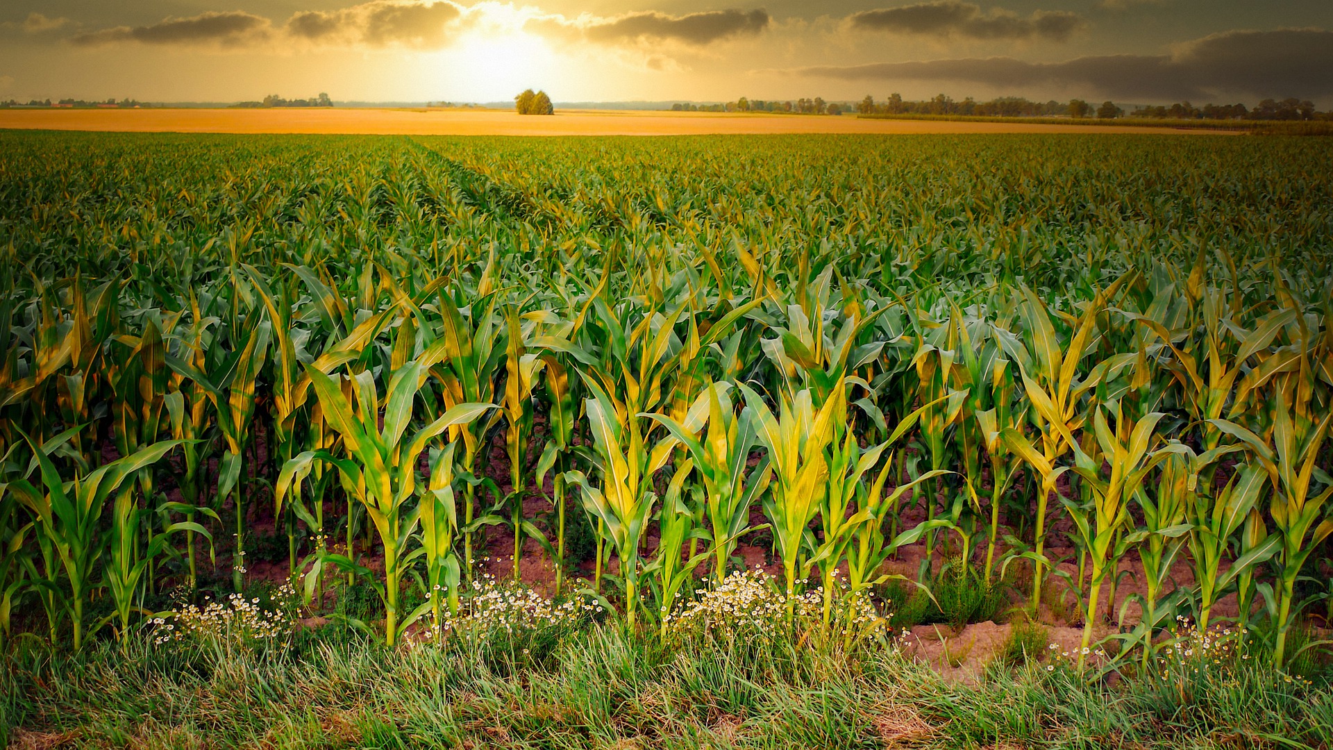 Agricultural Business Chamber of South Africa