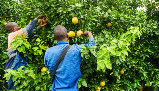 Bringing Black Farmers into commercial agriculture in South Africa